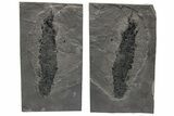 Devonian Lobe-Finned Fish (Osteolepis) Pos/Neg - Scotland #217956-1